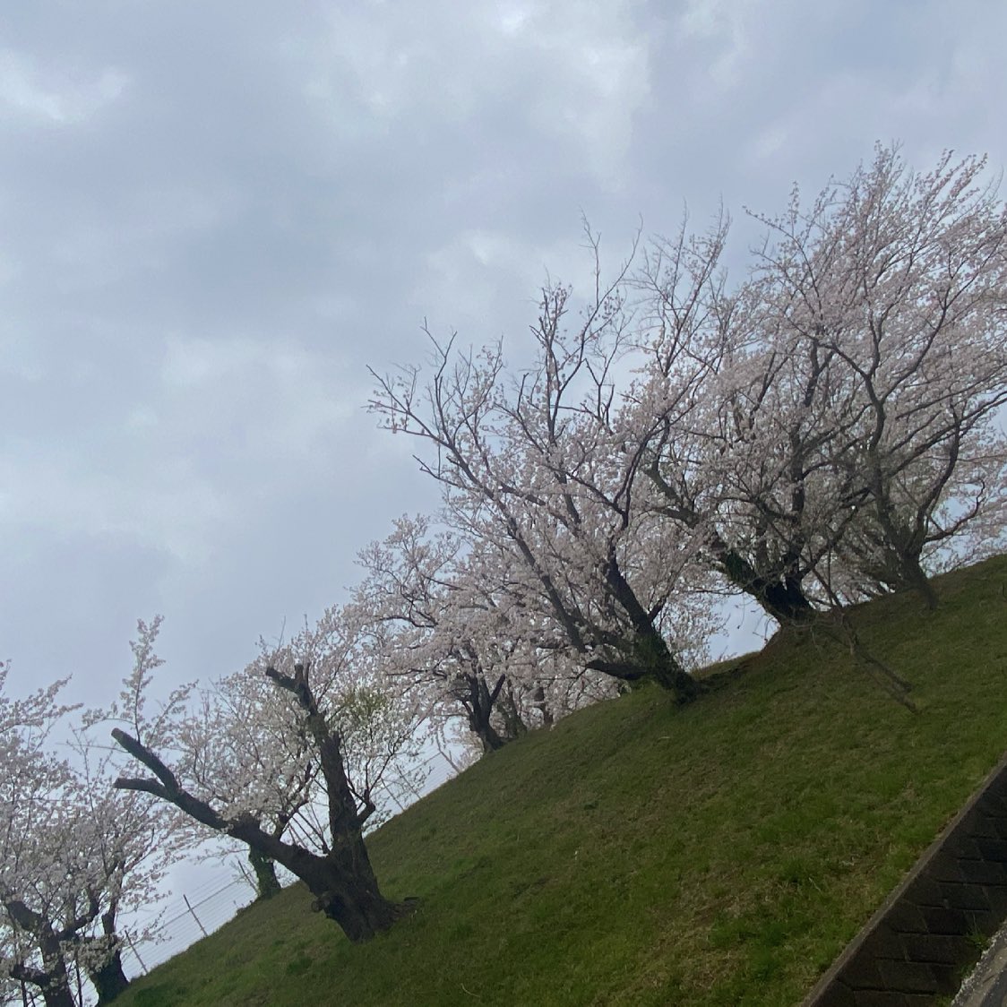 a_27_mc's tweet photo. 桜がとても綺麗🌸✨
曇ってるけどw https://t.co/4el6NG2sKc