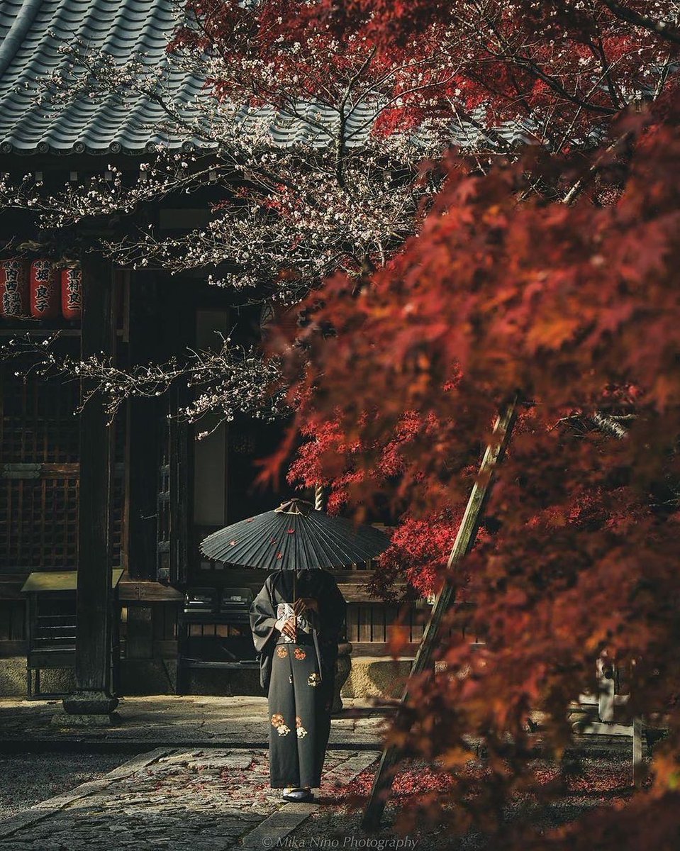 MyEasternStory's tweet photo. 🍁 Kyoto’s Autumn leaves 紅葉 , Japan - everyone is captivated by the cherry season, but Japan is beautiful all year round. 🇯🇵 

Each season with its nuances and characteristics - captivating and breathtaking. 🍂

📸 by @mikanino_2016 

#EasternStory #Japan #Kyoto #Autumn #love https://t.co/eoEWJrnAYD