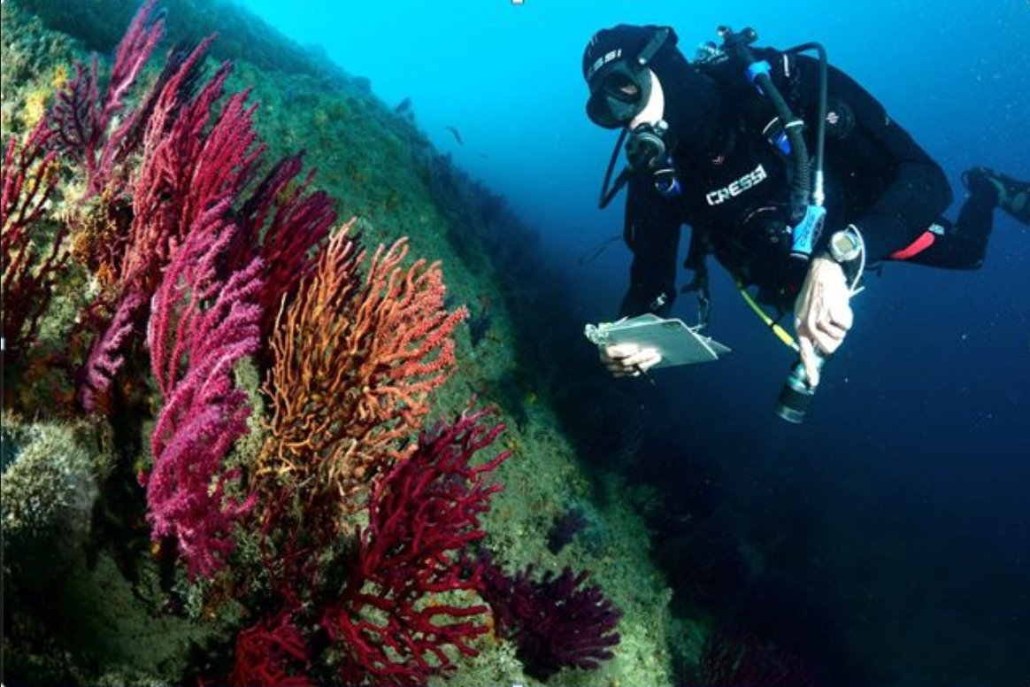 ReefCheckItalia's tweet photo. Un altro corso di Monitoraggio Ambientale Costiero (MAC) concluso! Congratulazioni ai nuovi Ecodivers, subacquei che danno il loro contributo alla ricerca per la conservazione del nostro mare. #Stylediving, #Portofinodivers #ecodivers #ampportofino #farodiportofino #cressisub https://t.co/DChfxZc1Vw