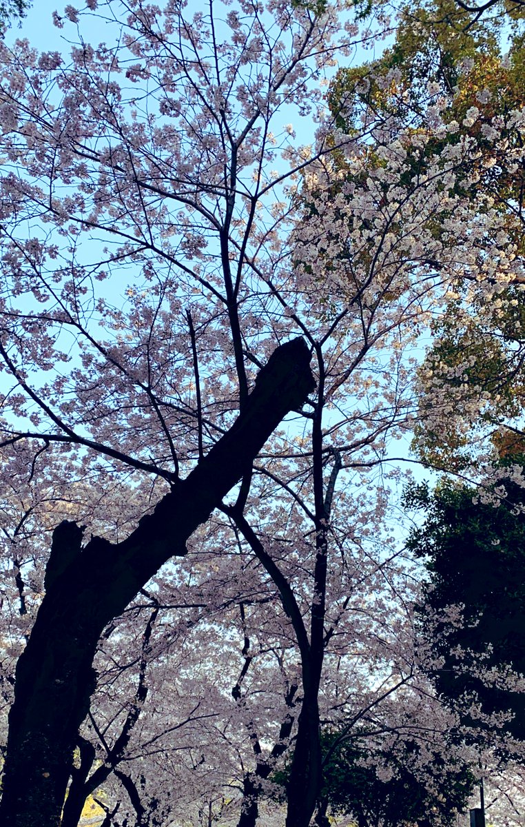 m___154kaa's tweet photo. 鶴舞公園めっちゃ人いる笑 https://t.co/oNpTu7k92u