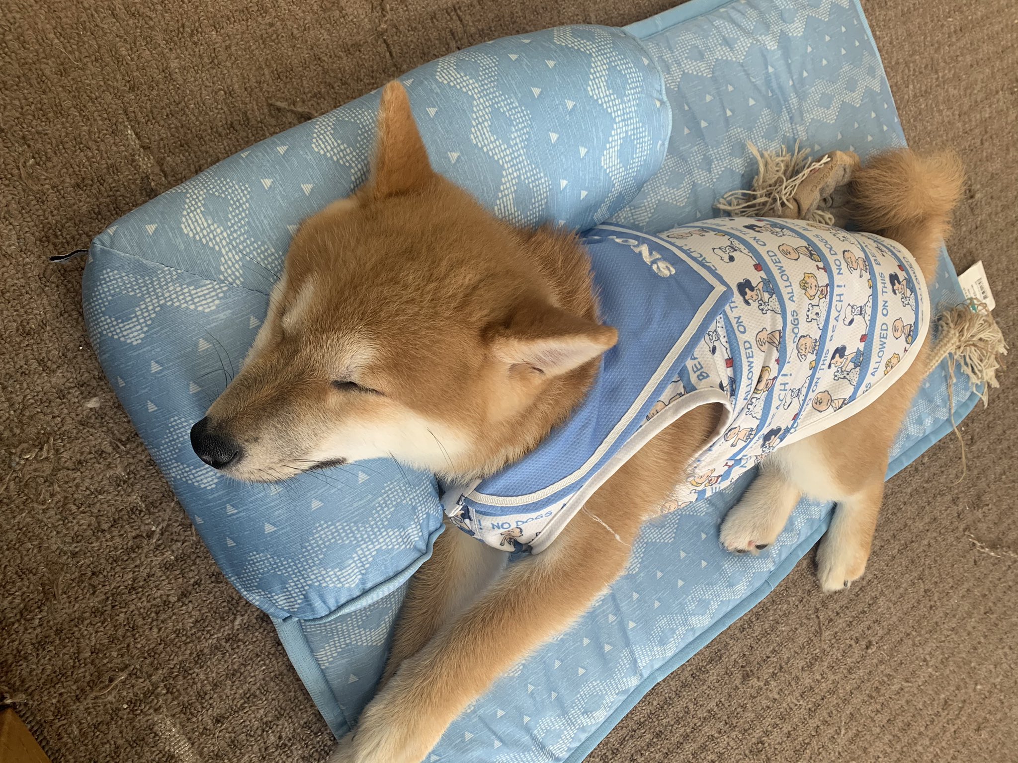 まんまとごろ寝 Twitter Search Twitter