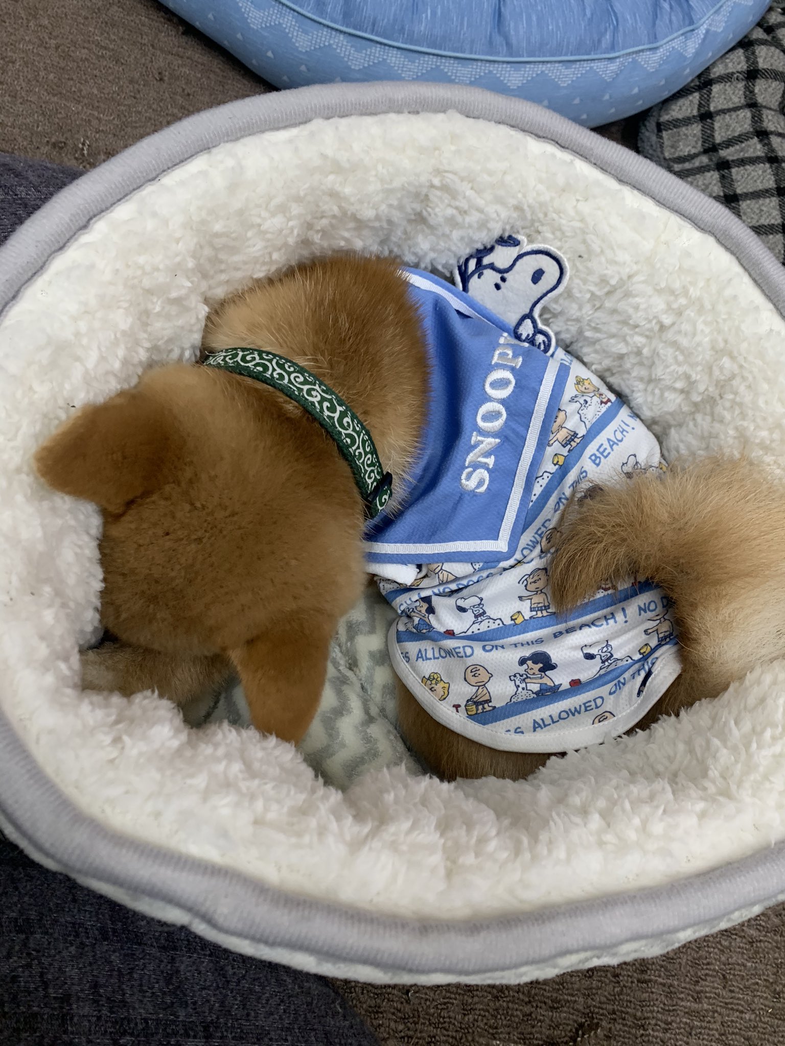 虎太郎 はち 夏用ベッド買いにニトリへ 犬をダメにするベッド発見してつい購入 大きいのなくて小さいの買ってしまったけどあと数日で使えなくなりそうw 柴犬 ニトリ まんまとごろ寝 犬をダメにするベッド 犬好きさんと繋がりたい T Co 虎太郎 はち 夏用ベッド買いにニトリへ 犬をダメにするベッド発見してつい購入 大きいのなくて小さいの買ってしまったけどあと数日で使えなくなりそうw 柴犬 ニトリ まんまとごろ寝 犬をダメにするベッド 犬好きさんと繋がりたい T Co