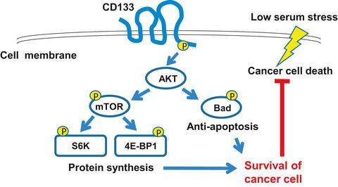 FEBSOpenBio's tweet photo. Now in Early View: CD133 prevents colon cancer cell death induced by serum deprivation through activation of Akt‐mediated protein synthesis.

Read it here ➡️ https://t.co/prbSzNrMEH

#CD133 #coloncancer https://t.co/SlqcbXFyCV