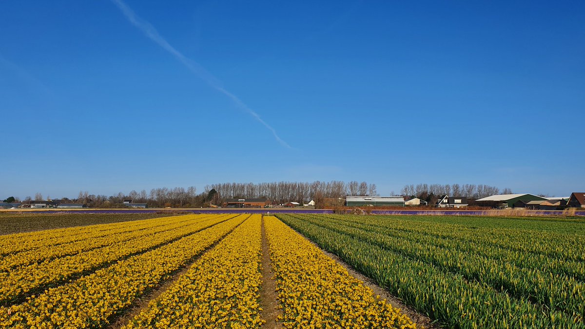 Goodmorning! I just checked the fields this morning: blue skies, birds singing, a lot wind and beautiful yellow daffodils. Other varieties are coming soon and you see some blue hyacinths at the back. Enjoy your day! #daffodils #ppennings #holland #narcissen