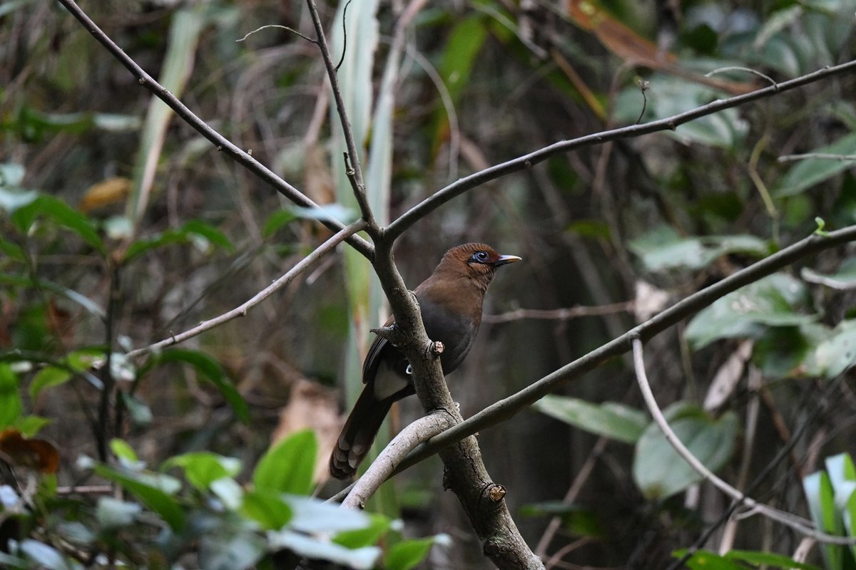 taiwanbirdguide's tweet photo. One of my favorite breeding #TaiwanEndemicSpecies: #RustyLaughingthrush.
I waked up 1 hour before sunrise and walked 3 hours to record bird songs, then I got this QUIET RULA 😆

#TaiwanBirdGuide #bird #birding #birdtour #Taiwan https://t.co/pL2uop8D4D