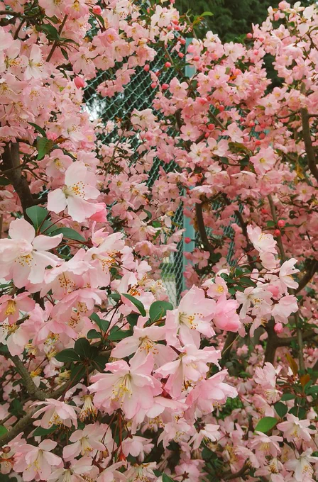 今年行けてなかった初詣に行ってきました～やっと…!ついでに実家近くの桜も見てきた 