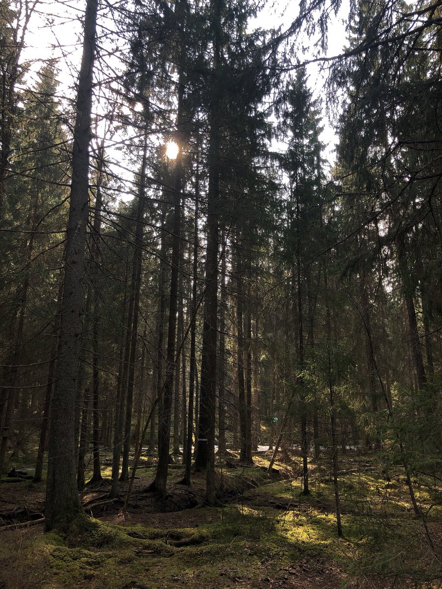 LinneaSvedlund's tweet photo. 👐🏼 https://t.co/InmAZjRjTM