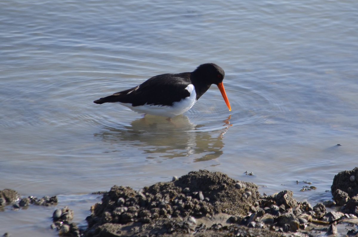 hon_joke's tweet photo. Goedemorgen! ππ»#scholeksters #Westerschelde #NummerEen #Watervogels
Fijne dag wens ik jullie ππ https://t.co/lzVSbn74TQ
