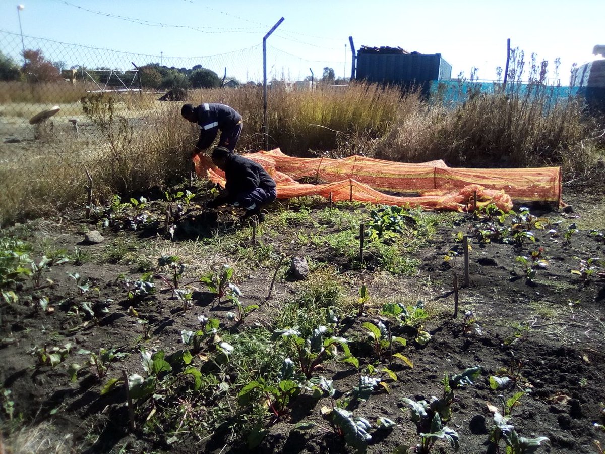 wo_fire's tweet photo. The WOF Food Security Project was initiated to empower participants with the knowledge to be able to begin organic food gardens.
“it is our duty to assist the communities surrounding us and that was when we began to donate the vegetables.”
#WOF_FS
#FoodSecurityProjects https://t.co/WVjQ2ul3vc