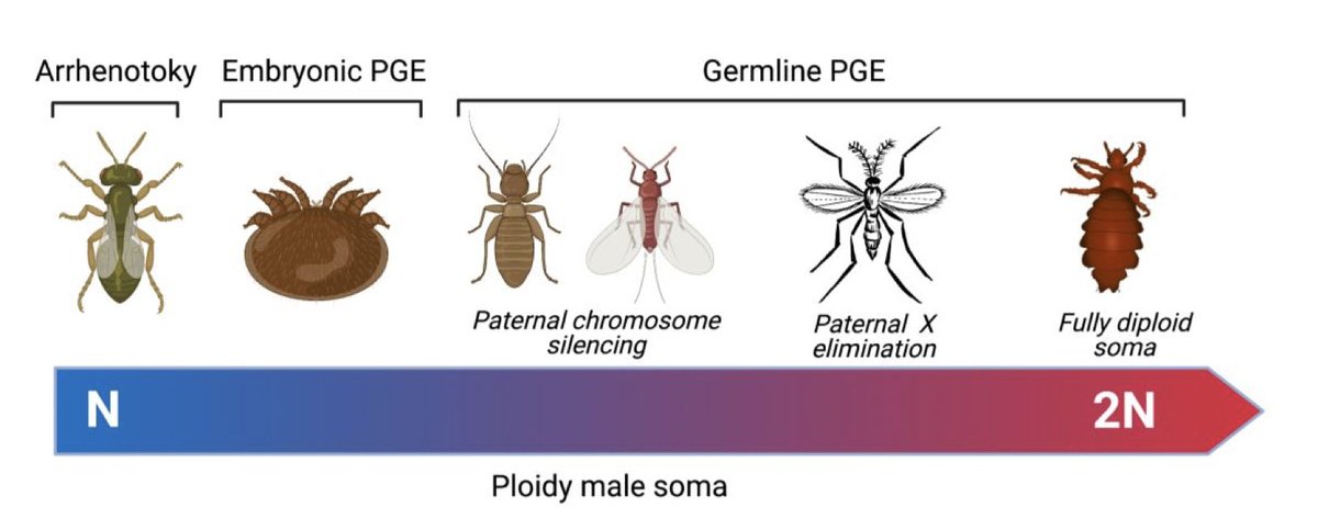drandygardner's tweet photo. Preprint: "Sexual antagonism in haplodiploids", with @imprintedgene & @lross_evoento.
https://t.co/8RuSUCUEvx
#Arrhenotoky #Evolution #Haplodiploidy #Inbreeding #IntralocusSexualConflict #PaternalGenomeElimination #SexuallyAntagonisticAlleles https://t.co/4bTsOosMGG