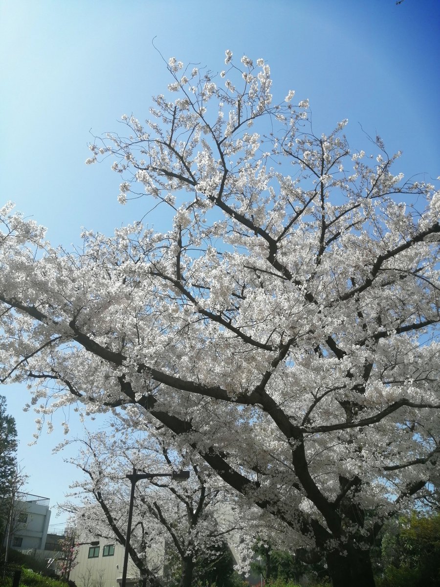 SbfFujimino's tweet photo. “A cherry blossom tree was coming into bloom, shooting out a froth of sugar-pink blossoms.... A new beginning every spring, even from an old tree"🌸🚴 Enjoy the Spring!!!
#SuzuPower #SportsBikeFactory #Camelbak #Podium #Spring #cherryblossom #sakura #cycling https://t.co/4EbUsBZ2Y7