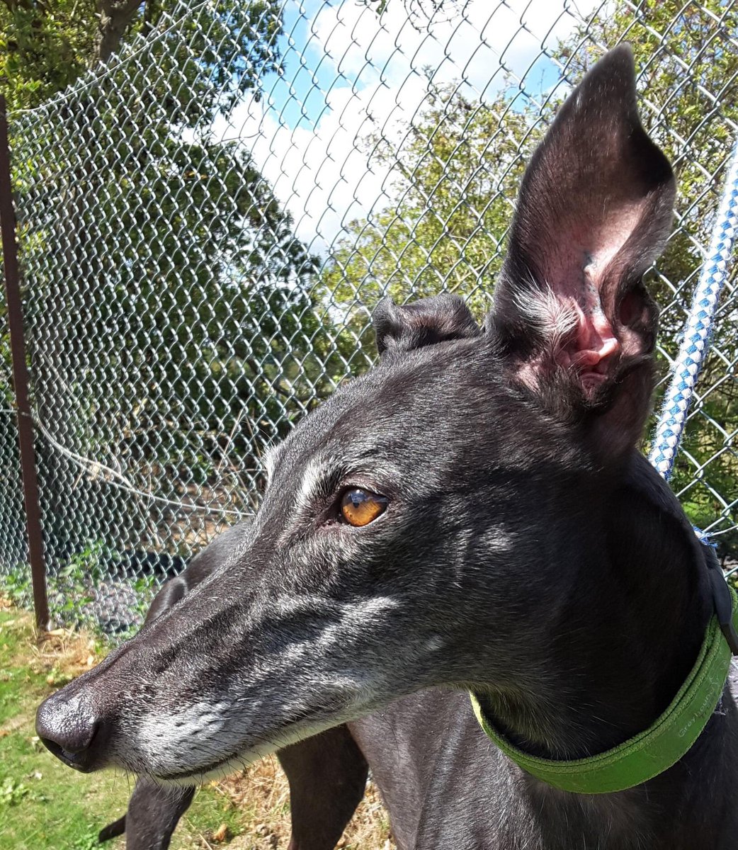 Retired Greyhounds Canterbury tweet media