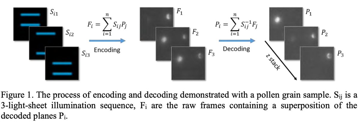 Day 2 of #FOM2021 and Francesco Garzella (14:40, Light-sheet II) is getting ready to show you some of his PhD research on parallelised 3D light-sheet microscopy with illumination encoding <a href="/BiophysicsGenoa/">Biophysics@Genoa</a>