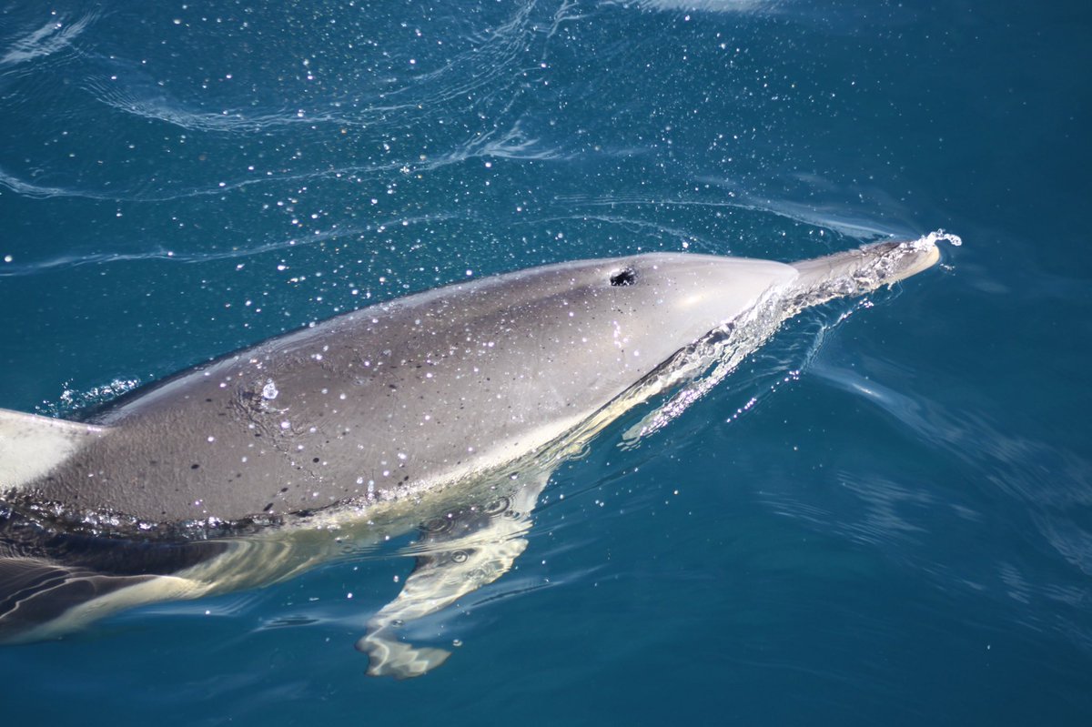 So great 💃🏼💃🏼💃🏼 to start Monday with the award of a grant 💰from the #PADIFoundation 🤿 to support some of my work on isotopic 🧪 niche comparison of NZ odontocetes 🐬! #postdoclife #phdchat @AlbanyBiology @FlindersMarine @karen_stockin #marinemammalscience #stableisotopes