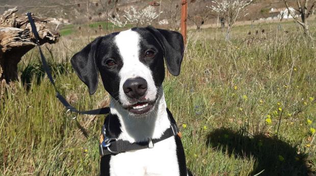 Adopte Un Chien S Tweet Spike Est Un Chien Dynamique Joueur Et Tres Calin Il Est Sociable Avec Ses Congeneres Et Il Connait Les Chats Spike Vivait En Appartement Sans Sortie Reguliere La Proprete Adopte Un Chien S Tweet Spike Est Un Chien Dynamique Joueur Et Tres Calin Il Est Sociable Avec Ses Congeneres Et Il Connait Les Chats Spike Vivait En Appartement Sans Sortie Reguliere La Proprete