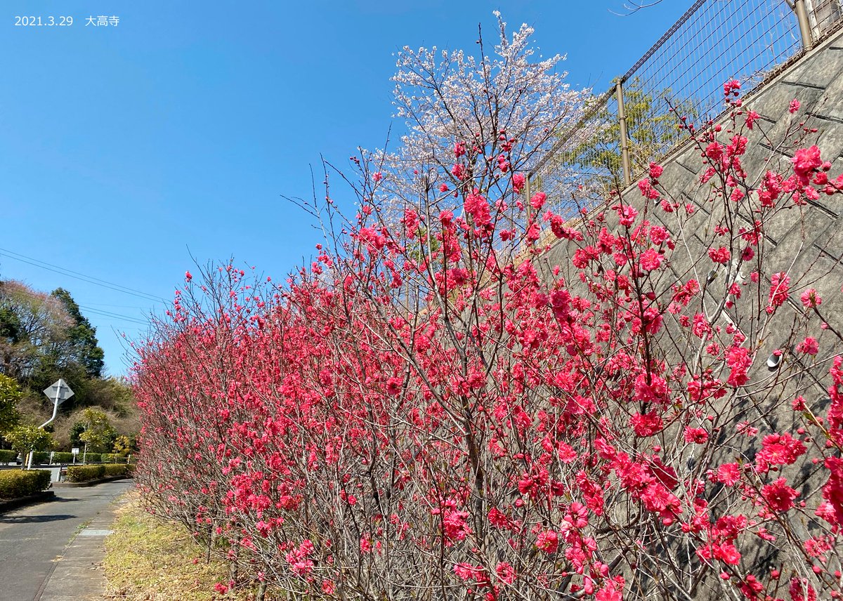 いわき勿来インターチェンジにほど近い大高寺 境内全体にソメイヨシノやヤマザクラが植栽されており 満開を迎えております 東屋か 21 03 29 いわき市総合観光案内所 ぐるっといわき