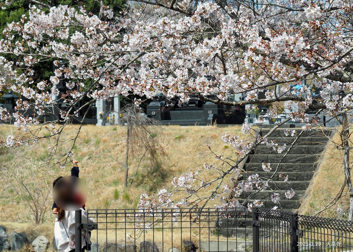 いわき勿来インターチェンジにほど近い大高寺 境内全体にソメイヨシノやヤマザクラが植栽されており 満開を迎えております 東屋か 21 03 29 いわき市総合観光案内所 ぐるっといわき