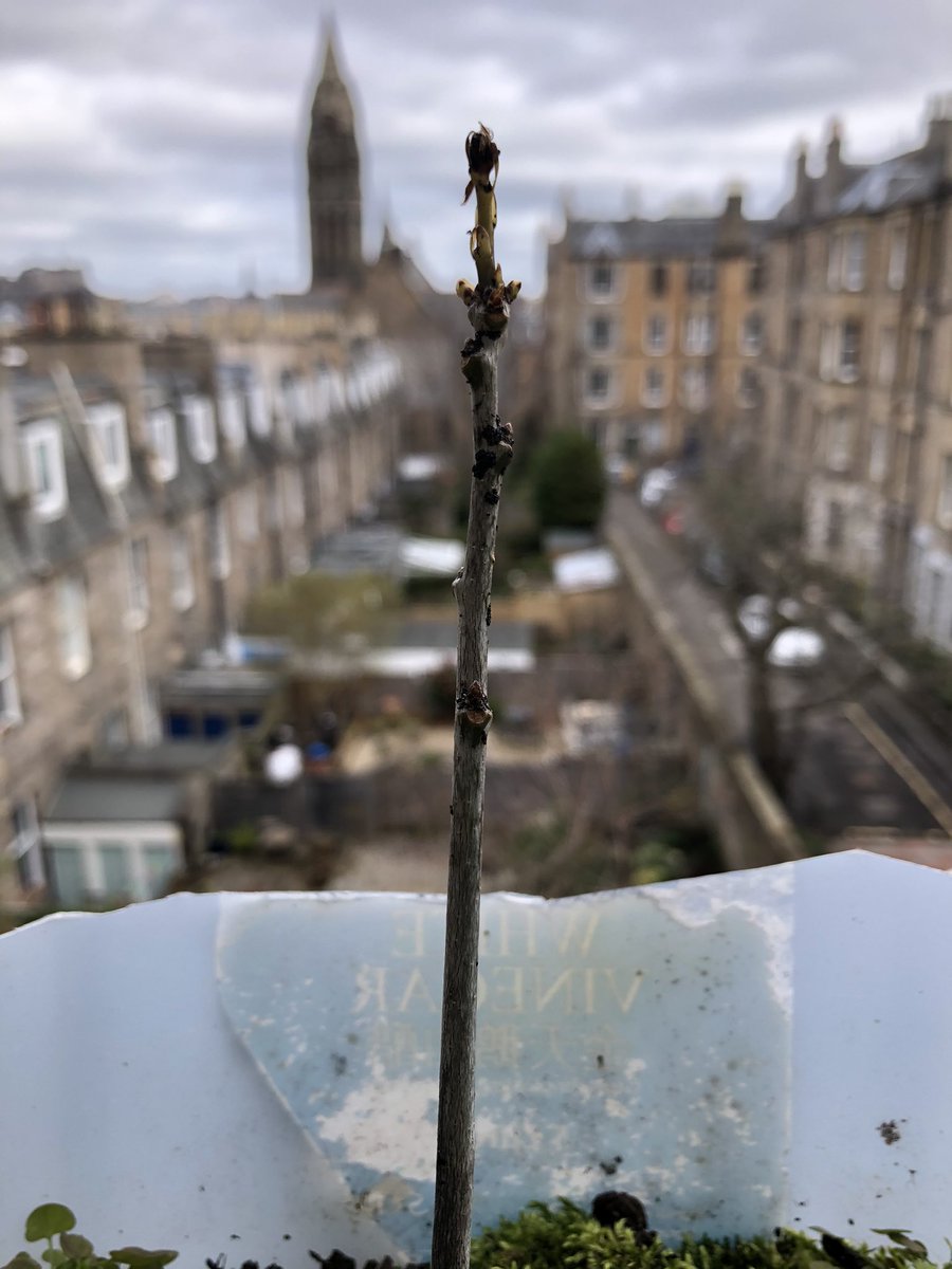 I spotted these black things on my tiny oak sapling 🌱 Does anyone know what they are? I really hope they’re nothing sinister 👽 #oak