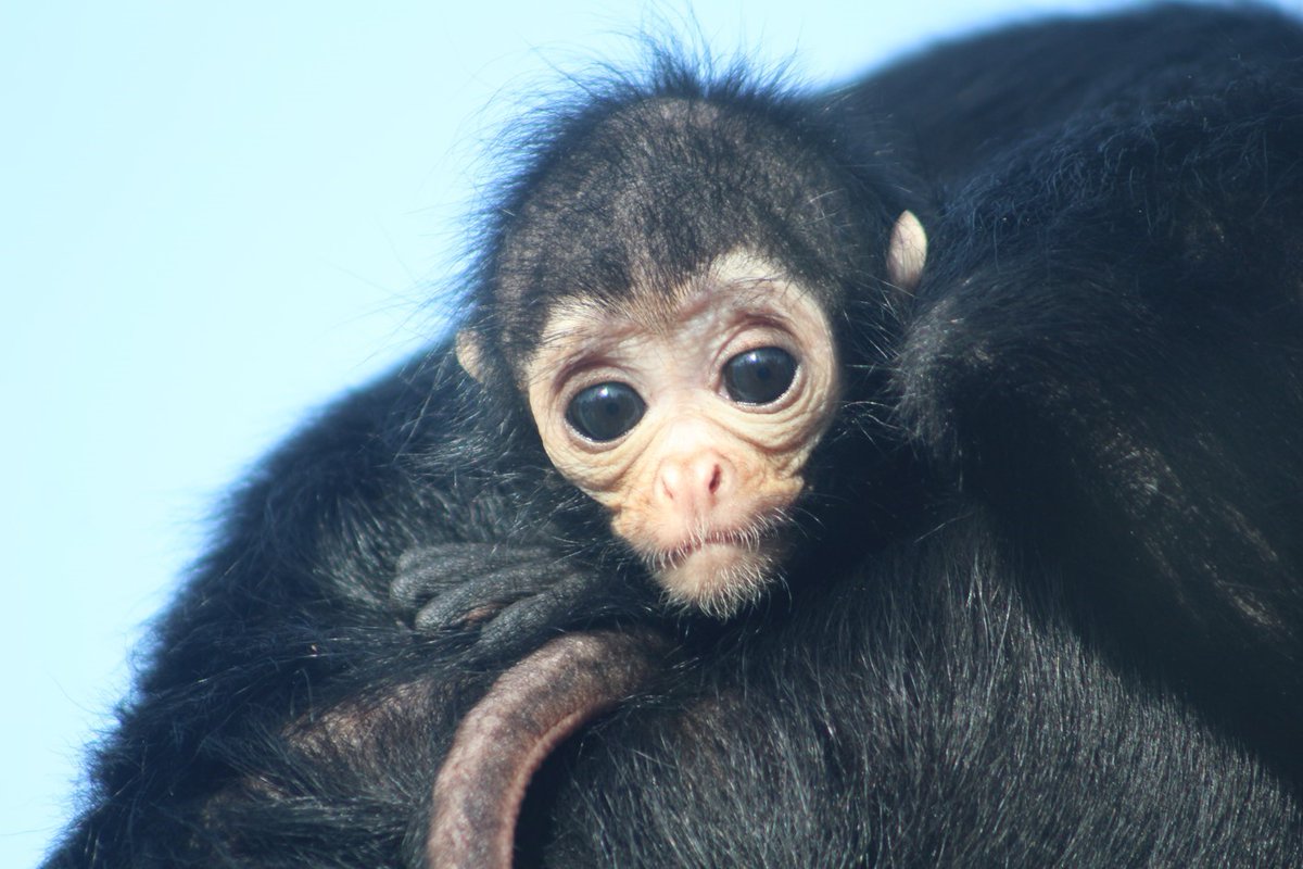 Day 28 - 23,150 steps - 11 miles (my best yet). My virtual journey continues on through Essex and has now reached <a href="/ColchesterZoo/">Colchester Zoo</a>, hopefully soon to re-open. #walkallovercancer.....3 more days to go.....