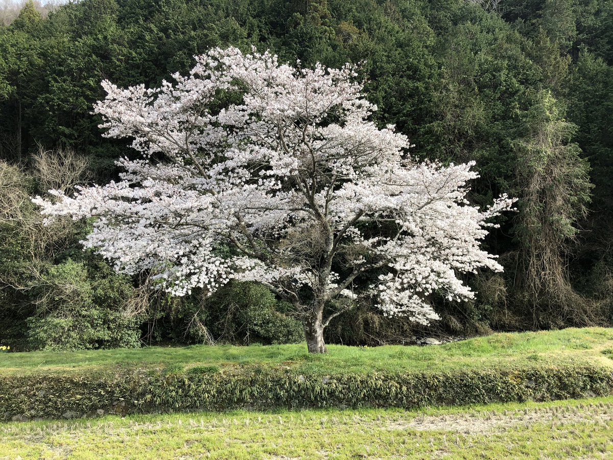 centerpark's tweet photo. 桜の季節になりましたね。楽しんでもらえたらと思います。

#桜 #お花見 #桜の季節 https://t.co/Qms5WSSpqJ