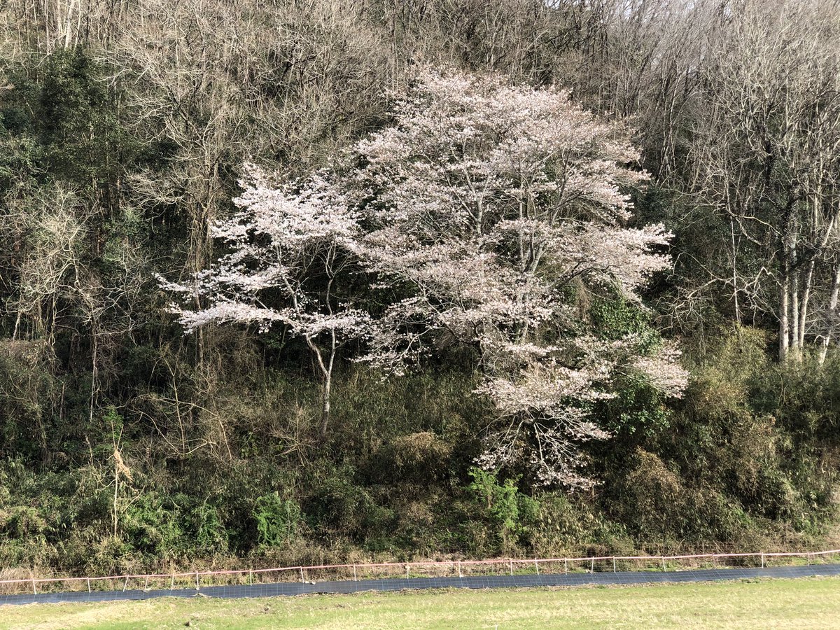 centerpark's tweet photo. 桜の季節になりましたね。楽しんでもらえたらと思います。

#桜 #お花見 #桜の季節 https://t.co/Qms5WSSpqJ