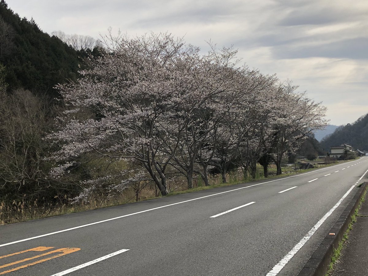 centerpark's tweet photo. 桜の季節になりましたね。楽しんでもらえたらと思います。

#桜 #お花見 #桜の季節 https://t.co/Qms5WSSpqJ