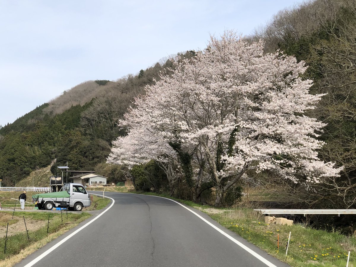 centerpark's tweet photo. 桜の季節になりましたね。楽しんでもらえたらと思います。

#桜 #お花見 #桜の季節 https://t.co/Qms5WSSpqJ