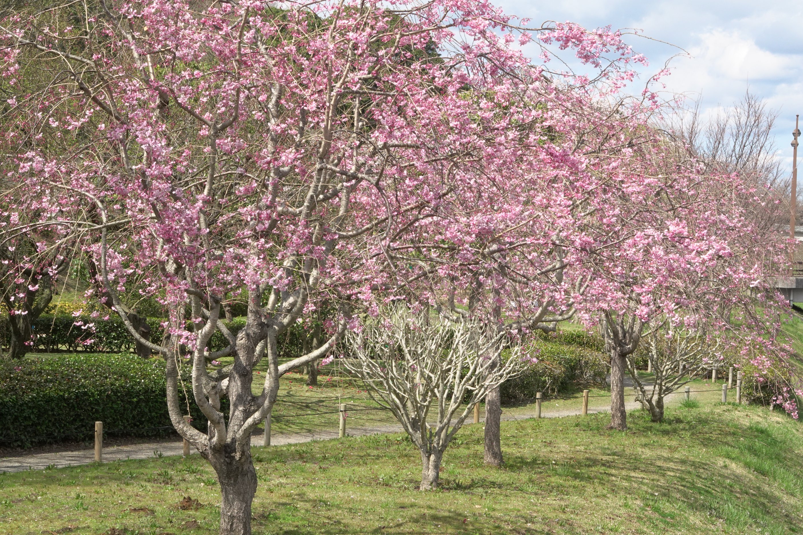 偕楽園 桜の開花状況 拡張部 ソメイヨシノ 満開 沢渡川 枝垂れ桜 ３分咲き 桜山 山桜 満開 偕楽園と対の施設である弘道館にある左近の桜も満開を迎えました こちらも併せてご確認くださいね 茨城 水戸 偕楽園 日本遺産 日本三名園 ワンチーム