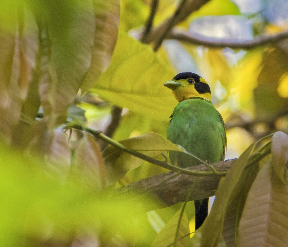 vikram2285's tweet photo. #ColoursInBirds #HappyHoli2021 #IndiAves #birding #birdwatching #birdphotography @IndiAves @orientbirdclub @Avibase @ThePhotoHour @BirdWatchingMy
1) Purple Sunbird, Khijadiya Bird Sanctuary
2) Long Tailed Broadbill, Jim Corbett National Park https://t.co/JERtmsFLWM