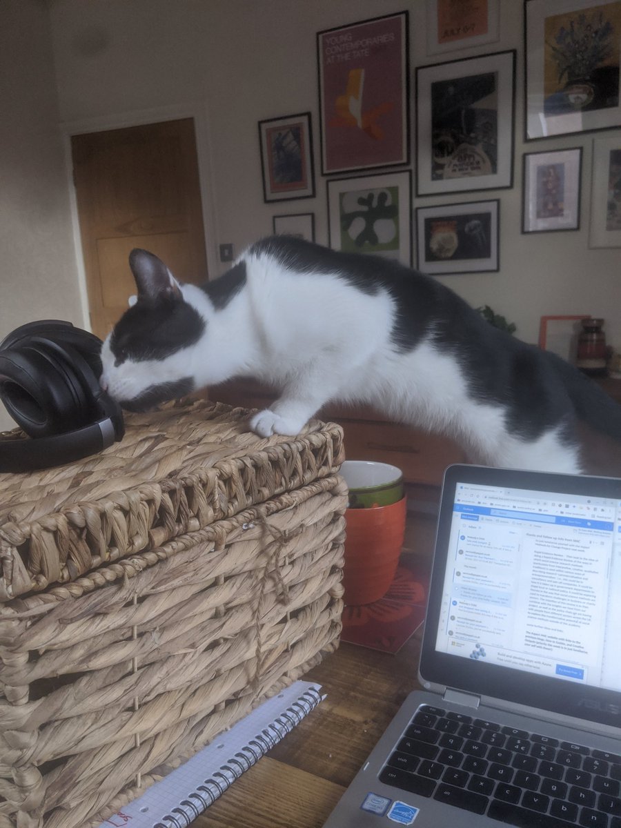 geoglaurane's tweet photo. attempting to start working on the research project but the demon cat has plans of his own for today (he hasn't stopped chatting since i woke up) https://t.co/Mr1HoYhfVK