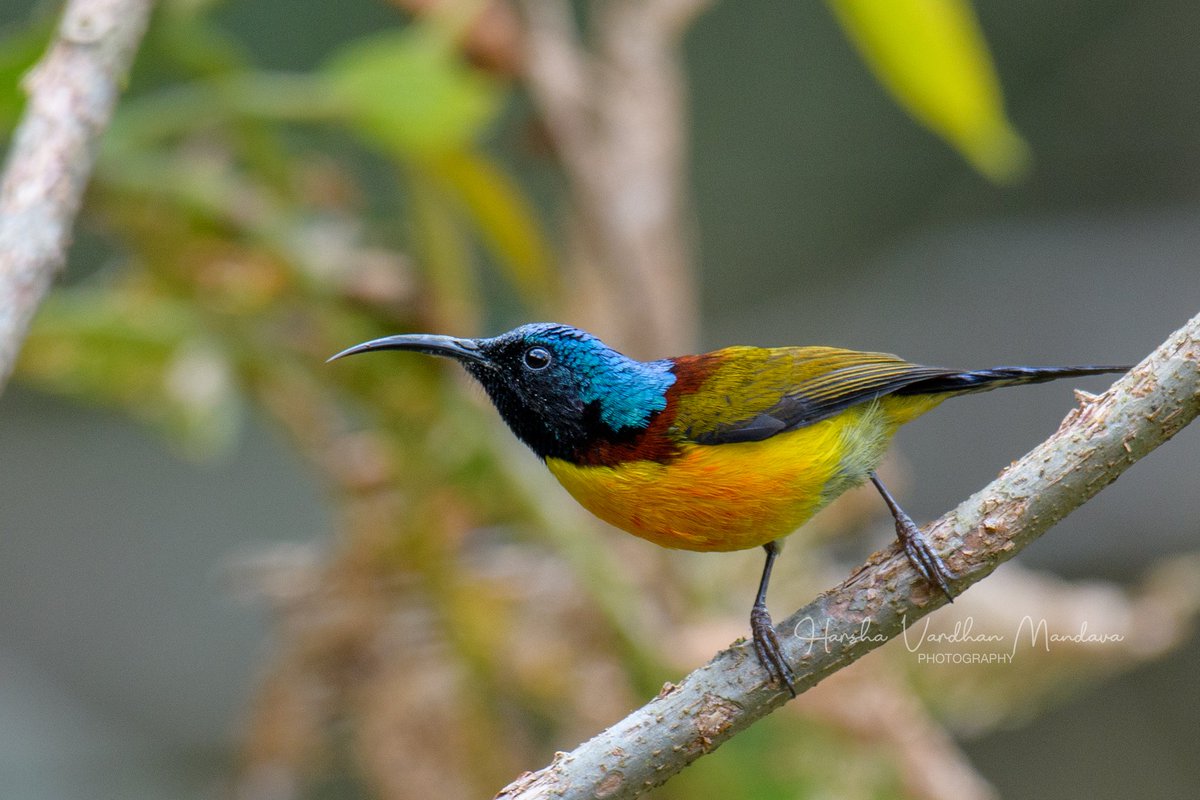 mharshaips's tweet photo. Here's wishing everyone a Happy Holi! A dash of colour in the montane and hill forests...the Green-tailed Sunbird.
#StayHome #StaySafe
#ColoursInBirds #colours #birdphotography #BirdsSeenIn2021 @IndiAves https://t.co/7owq9QfLSW