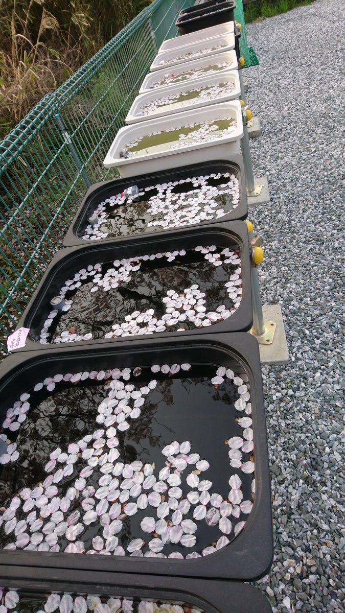 TaPPuu1's tweet photo. サクラ咲く！

綺麗なんやけど、、、

困ったなぁ(笑)

まぁ一年に一度のこの時期の
風流で良きとしますw

水面に浮かぶ散り桜。
メダカが映えるシチュエーション！

#uoya
#桜
#メダカ https://t.co/o7Ff30LQxo