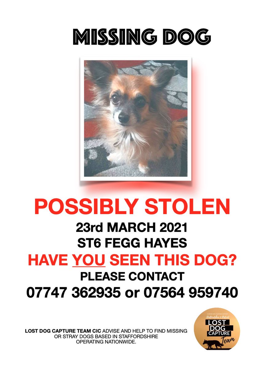 DogCapture's tweet image. Please share TASHA #stolendog #lostdog #MissingDog