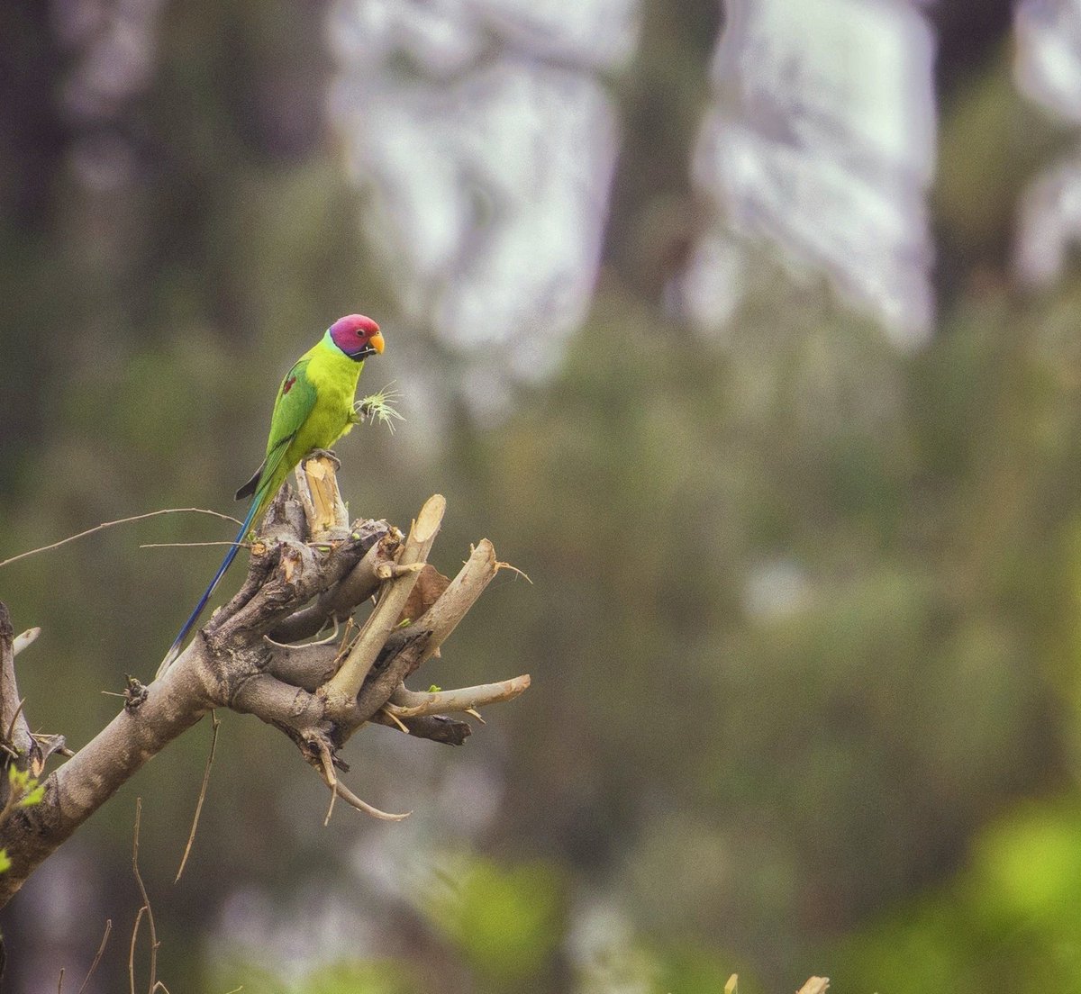 vikram2285's tweet photo. #ColoursInBirds #HappyHoli2021 #IndiAves #birdwatching #birding #birdphotography @IndiAves @orientbirdclub @Avibase @ThePhotoHour @BirdWatchingMy
1) Plum Headed Parakeet, Sattal
2) Indian Peafowl, Jim Corbett National Park https://t.co/33ZXvxJGjn