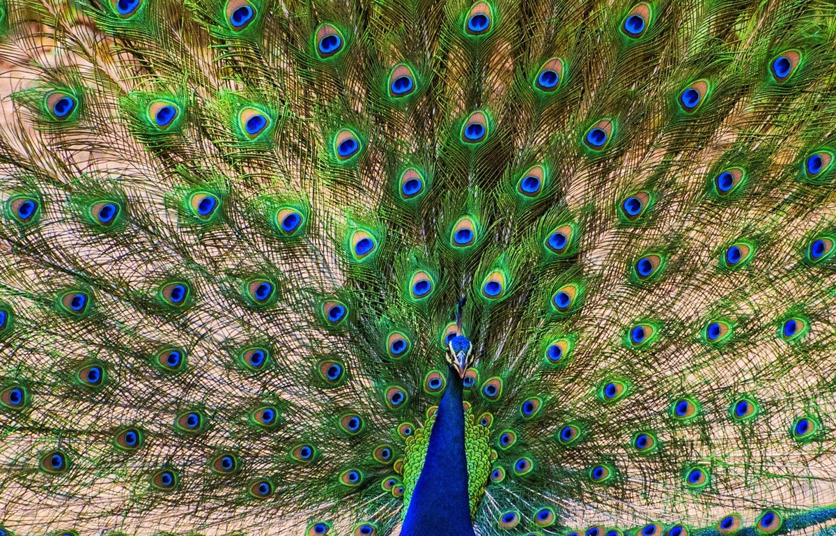 vikram2285's tweet photo. #ColoursInBirds #HappyHoli2021 #IndiAves #birdwatching #birding #birdphotography @IndiAves @orientbirdclub @Avibase @ThePhotoHour @BirdWatchingMy
1) Plum Headed Parakeet, Sattal
2) Indian Peafowl, Jim Corbett National Park https://t.co/33ZXvxJGjn