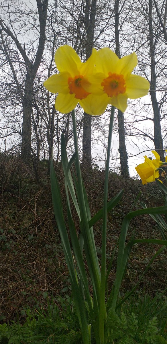 Bailieborough Creative Hub tweet media