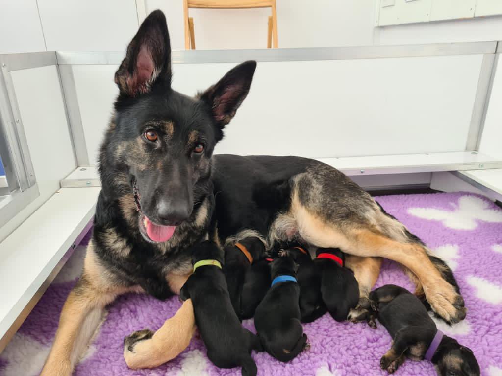 MetTaskforce's tweet photo. Met Brood Bitch Prada has successfully delivered the next generation of police dogs for the dog school. A total of 7 pups . 3 girls and 4 boys #MPSDTE #MPSTaskforce #policedogs ^6302co https://t.co/mk1kPjEDgK