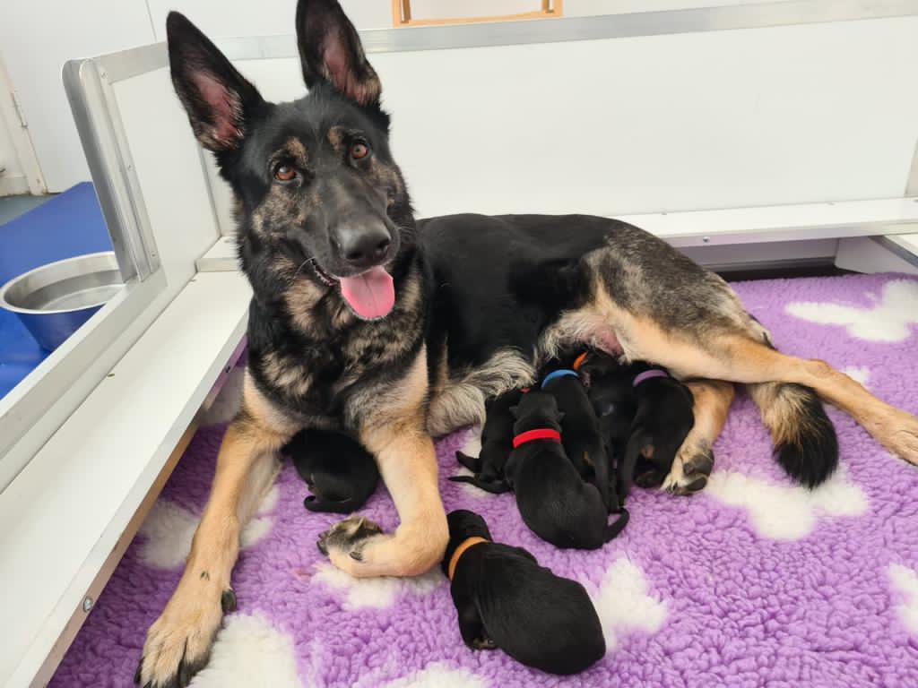 MetTaskforce's tweet photo. Met Brood Bitch Prada has successfully delivered the next generation of police dogs for the dog school. A total of 7 pups . 3 girls and 4 boys #MPSDTE #MPSTaskforce #policedogs ^6302co https://t.co/mk1kPjEDgK