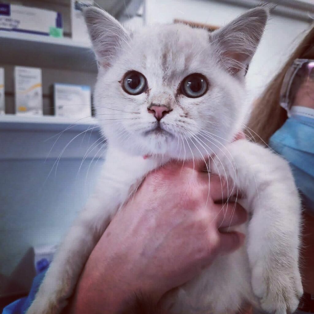 Castle_Vets's tweet photo. She definitely knows she’s gorgeous,  but can anyone guess her breed? 
#castlevetsreading #breed #kitten #cutie #RG1 #RDGUK https://t.co/Z7lOLxlorG https://t.co/sCtIGibqzH