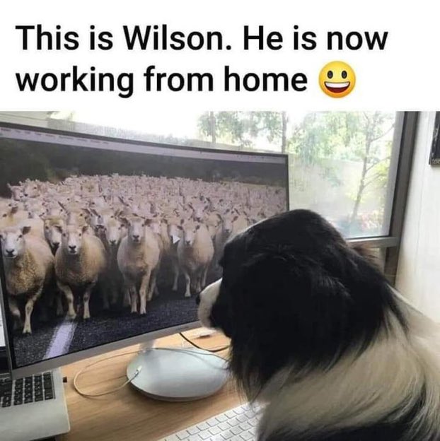 BonnieWilbs's tweet photo. 😂😂🐾🐾😍 https://t.co/OHRBrzo45D