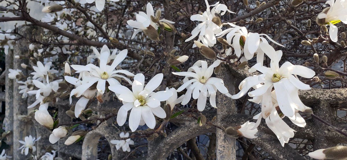 gardendesign_it's tweet photo. Magnolia stellata è un incanto in #primavera. Elegante e aristocratica merita un posto di primo piano in giardino. Ne parlo in https://t.co/jSYZGeV6la #magnolia #flower #giardino Magnolia stellata is the star of the garden in spring https://t.co/FpEaZ7XUlG