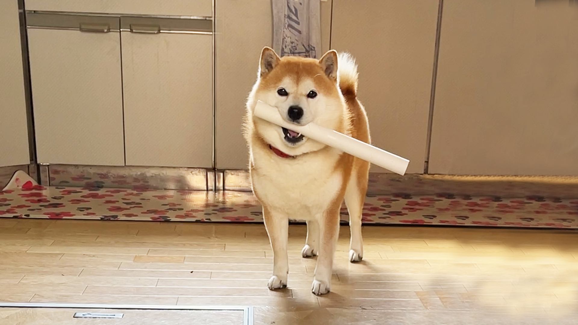 密着 柴犬らんまる24時 ラップの芯が出るといちいち見せに来る柴犬 人間はそれいらないんだよ なんて言えない 柴犬 柴犬のいる暮らし 曇りなき眼 一応追いかける T Co Cbnrrcxltq Twitter