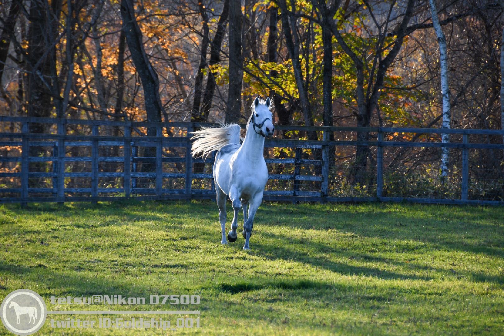 تويتر 잉크 インク على تويتر Rt Goldship 001 一昨年のゴールドシップ W シップの尻尾が翼のように見えます ゴールドシップ ビッグレッドファーム T Co Olqh2imbma