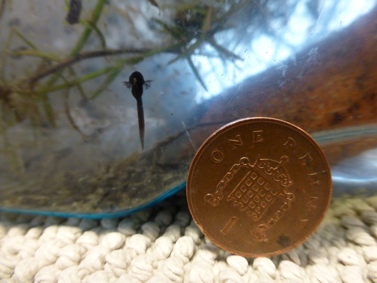 froglifers's tweet photo. Pond pumps damage tadpoles &amp; newts. Do you really need a pond pump? (oxygenating plants will do the trick). If you do, make sure the mesh around the pump is very fine so pondlife isn’t sucked up – look how tiny this tadpole is! @PondRiverStream @Natures_Voice https://t.co/OikFpU8Cyp