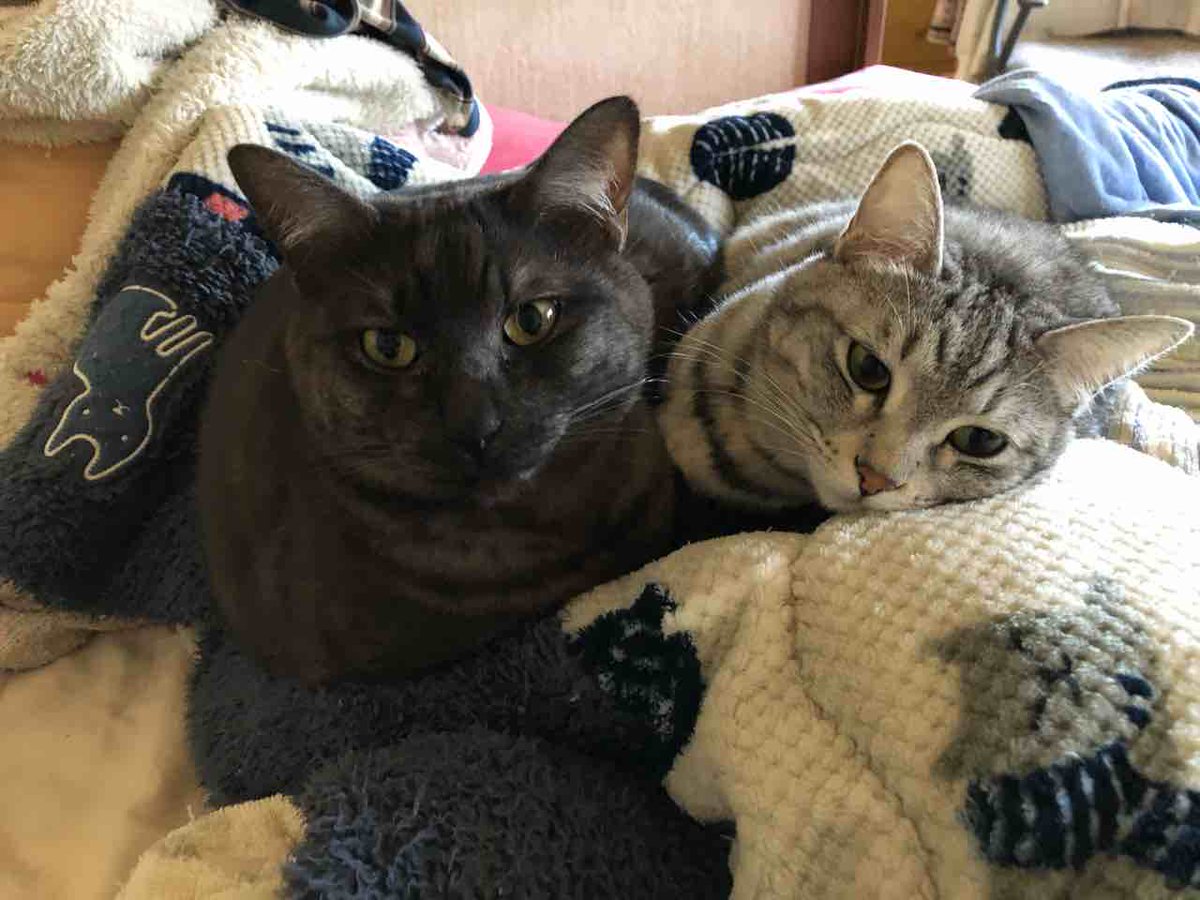 らいにゃ tweet media