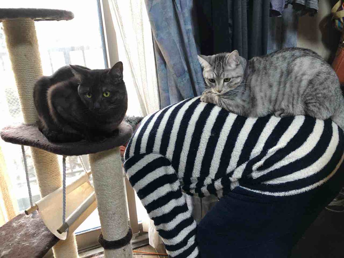 らいにゃ tweet media