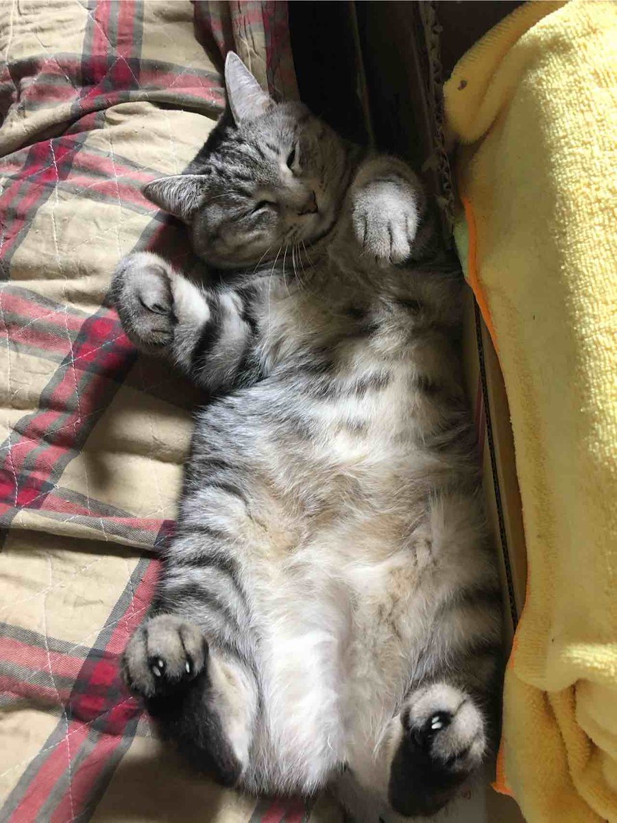 らいにゃ tweet media