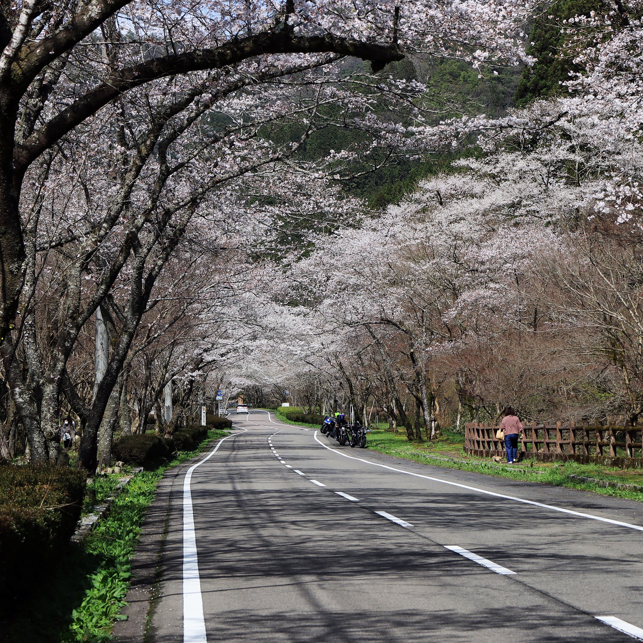 寺尾千本桜 Twitter Search Twitter