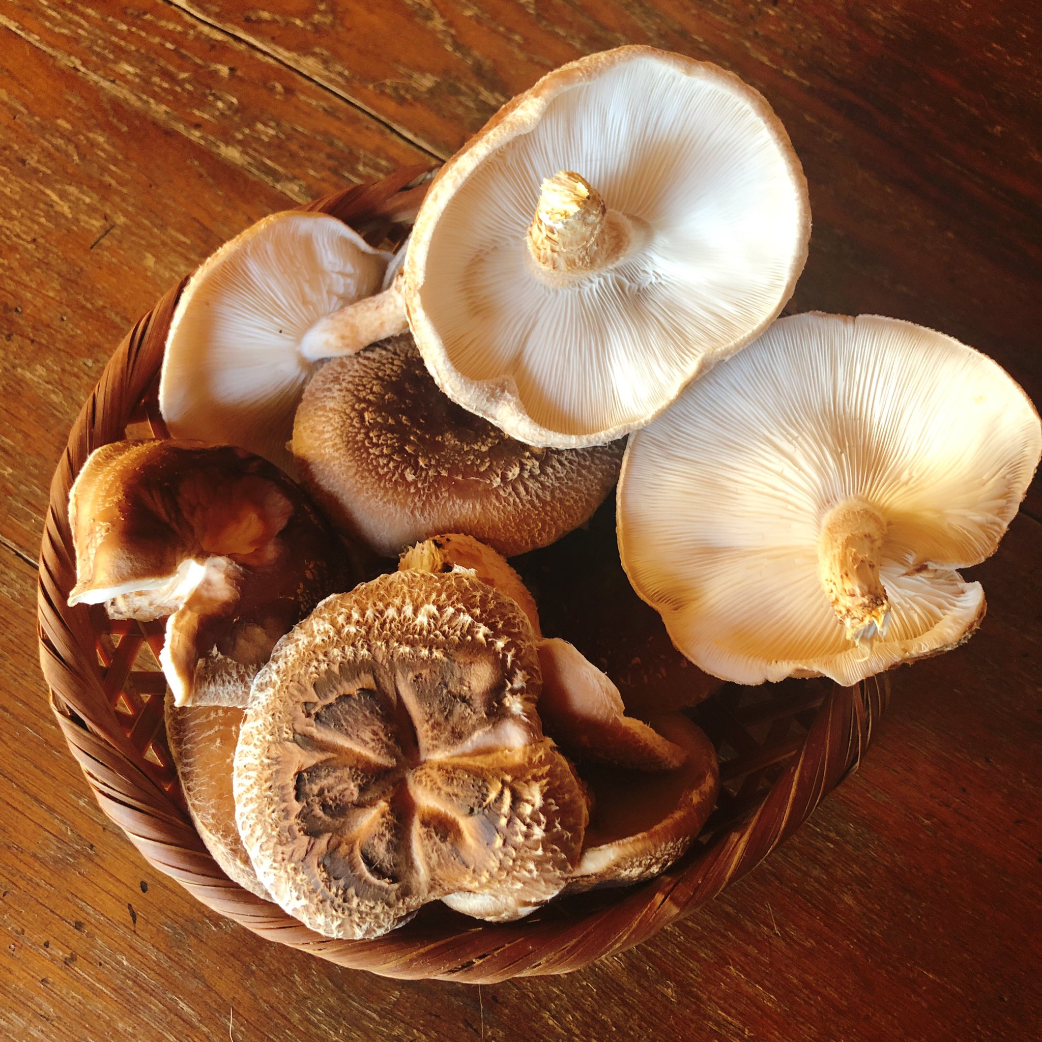 アヤトピア しいたけ なめくじに食われないよう玄関で栽培してる 焼いて七味と醤油で食べるのが好き 味が濃い T Co Ilbwmjfocm Twitter