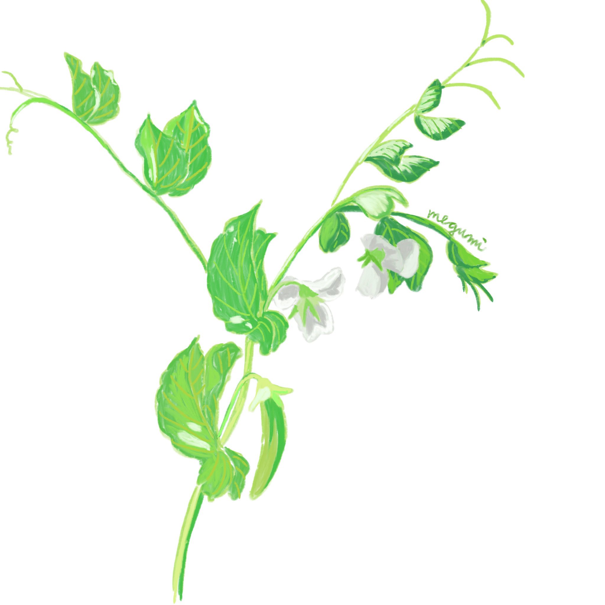 石川 恵 いしかわめぐみ 近所のお家が育ててるスナップえんどう 多分 葉っぱとか花とかチョウチョみたいな形でかわいい スケッチ 落書き 植物イラスト 花イラスト 挿絵 可愛いイラスト イラストレーター カットイラスト アートワーク 石川 恵 いしかわめぐみ 近所のお家が育ててるスナップえんどう 多分 葉っぱとか花とかチョウチョみたいな形でかわいい スケッチ 落書き 植物イラスト 花イラスト 挿絵 可愛いイラスト イラストレーター カットイラスト アートワーク